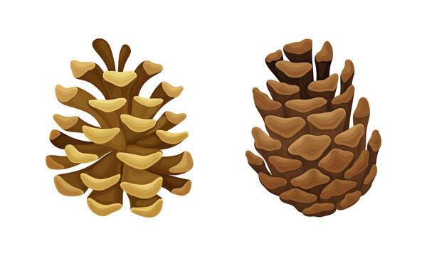 Opened coniferous tree pine cones vector illustration on white background