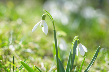 Early spring flowers of white snowdrops