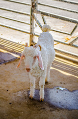 Cute baby white Angora goat standing at a farm.