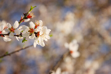 background of spring cherry blossoms tree. selective focus