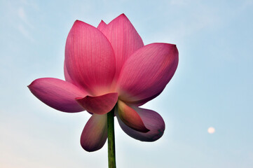 pink lotus flower on blue sky