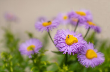 Close up of Asters (Callistephus Chinesis) with a fly upon a flower head.