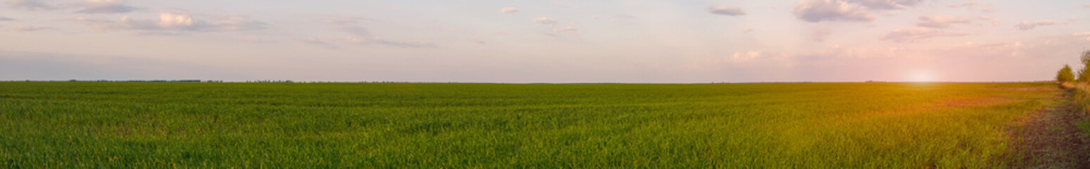 Obraz premium Panorama of a spring green field with wheat seedlings at sunset. Soft focus