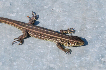A gray lizard basks in the sun on a sheet of iron