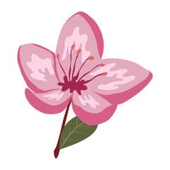 Cute spring cherry blossom vector isolated illustration