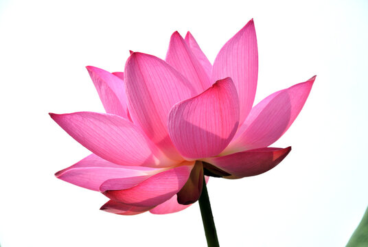 lotus flower isolated on white
