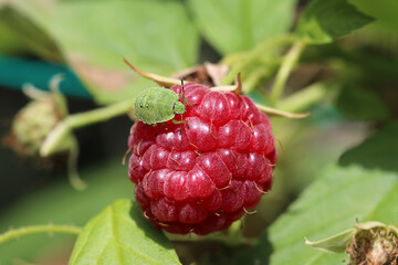 The nymph of the green shield bug sits on a raspberry berry and drinks its juice with its...