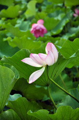 Fototapeta premium Blossoming lotus flowers