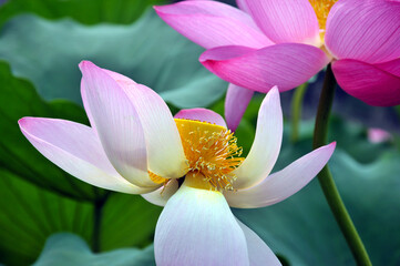 Blossoming lotus flowers