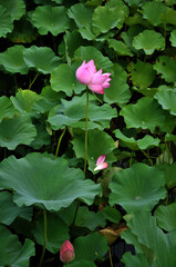 Blossoming lotus flowers