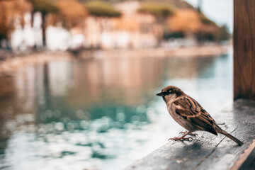 sparrow by the lake