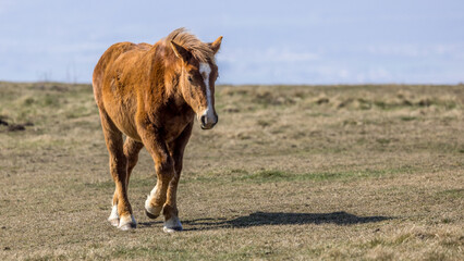 Horses in freedom on a summit of the Drôme, France