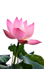 Blossoming lotus flowers