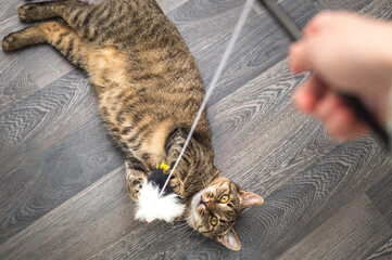 owner plays with his cat