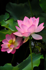 pink lotus flower