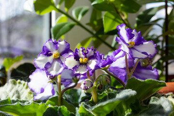 Purple violet flowers in a pot closeup