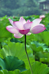 Obraz premium Blossoming lotus flowers