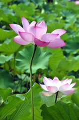 Blossoming lotus flowers