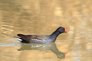 moorhen lakes and rivers in europe