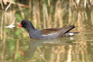 moorhen lakes and rivers in europe