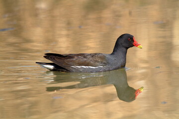 moorhen lakes and rivers in europe