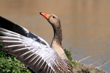wild goose lakes and rivers in europe