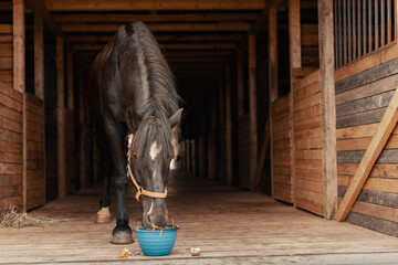 Horse eating vegetables and fruits from bucket in stable. - obrazy, fototapety, plakaty