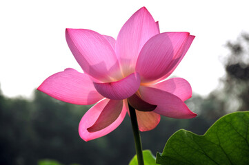 Blossoming lotus flowers - Powered by Adobe