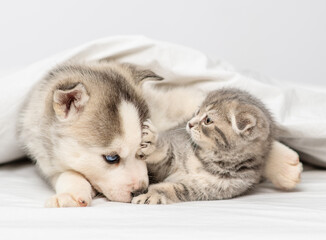 Fototapeta na wymiar A husky puppy with blue eyes lies under the covers on the bed next to a tabby kitten of the Scottish breed who waves its paw at him. Kitten attacking a puppy at home