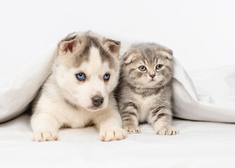 Obraz premium Small blue-eyed husky puppy and tabby scottish breed kitten lying under blanket at home and looking at camera