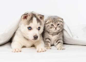 Small blue-eyed husky puppy and tabby scottish breed kitten lying under blanket at home and looking at camera