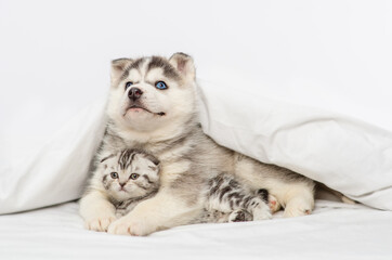 Husky puppy with blue eyes lying under the covers on the bed and hugging a tabby kitten of the...