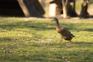 Laufente auf einer wiese bei warmen Licht