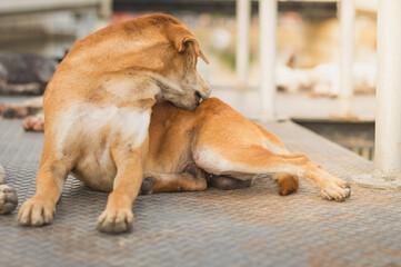 Homeless dog,Stray dog,Vagrant dog in Thailand,Stray dog trying to remove fleas.