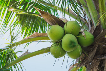Fresh coconut on the tree, coconut cluster on coconut tree ,Special sweet coconut juice.