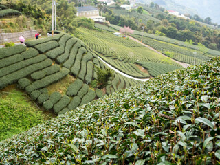 Beautiful tea garden rows scene isolated, design concept for the tea product.