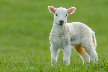 Close up of a newborn lamb in early Springtime, stood in lush green field and facing forward.  Yorkshire Dales, UK.  Horizontal.  Copy space