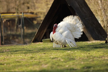 White Turkey Displaying Feathers on a Farmyard