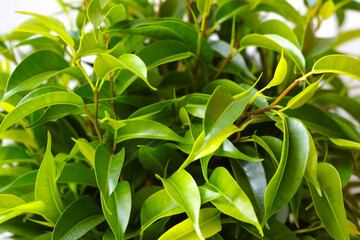 Close-up of the green young green leaves of a houseplant. Background.