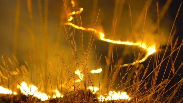 fire in the grass, firewatch