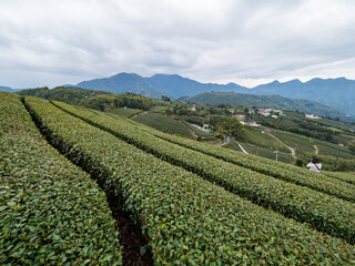 Fototapeta na wymiar Beautiful tea garden rows scene isolated, design concept for the tea product.
