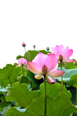 pink lotus flower