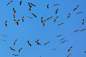 White storks flying in flocks migrate from Asia to Africa 