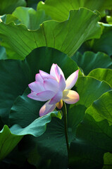 pink lotus flower