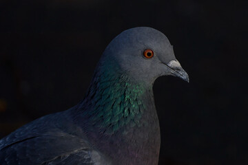 Pidgeon close up with glowing red eye and brilliant feathers