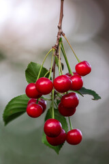 summer fruit fresh sour cherry