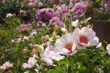 バラ園の風景／日本埼玉県伊奈町