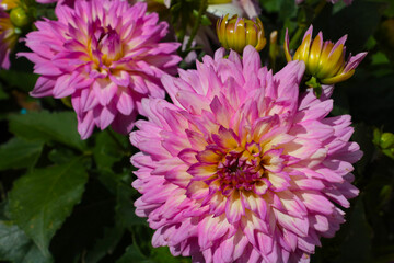 A flowering dahlia bud in the park in summer or autumn.