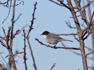 Occhiocotto maschio su ramo