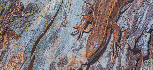Common Lizard, Lacerta vivipara, single animal